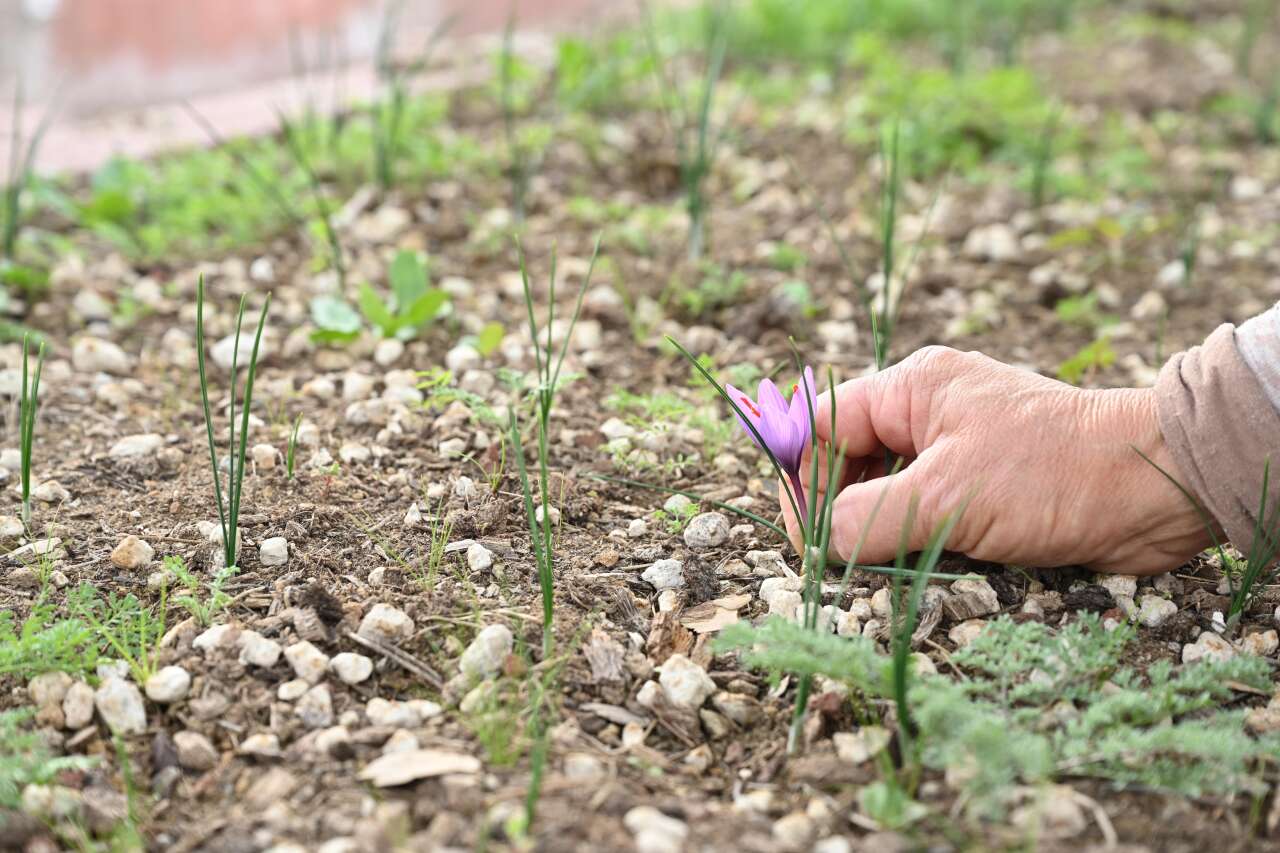 Büyükşehir Belediyesi, Konya’da dünyanın en pahalı baharatını yetiştirdi 5